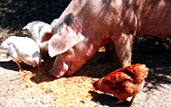 pet and livestock feed